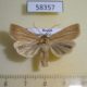 58357p Noctuidae Mythimna impura Transbaikal reg. $5