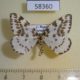58360p Geometridae Abraxas grossulariata Transbaikal reg. $5