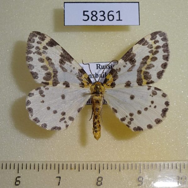 Geometridae Abraxas grossulariata Transbaikal reg.