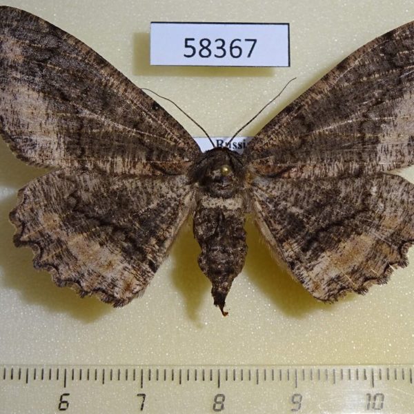 Geometridae Jankowskia fuscaria f Primorye
