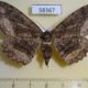 58367p Geometridae Jankowskia fuscaria f Primorye $6