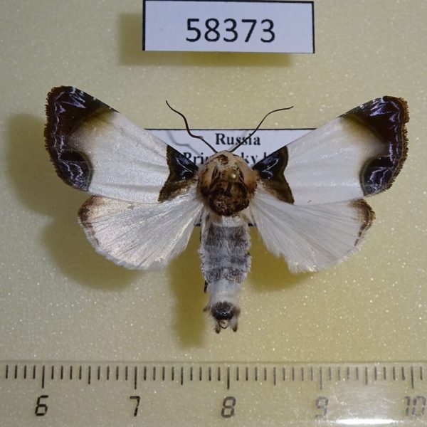 Noctuidae Sinocharis korbae Primorye