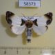 58373p Noctuidae Sinocharis korbae Primorye $7