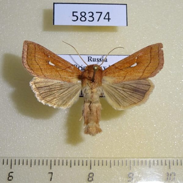 Noctuidae Mythimna conigera Primorye