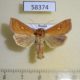 58374p Noctuidae Mythimna conigera Primorye $5