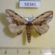 58381p Notodontiidae Ptilodon ladislai Transbaikal reg. $5