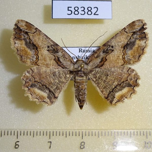 Geometridae Menophra senilis Transbaikal reg.