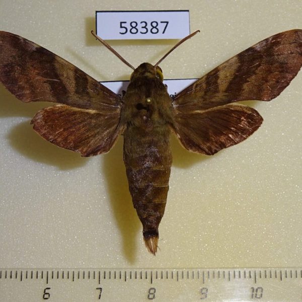 Sphingidae Temnora fumosa Uganda