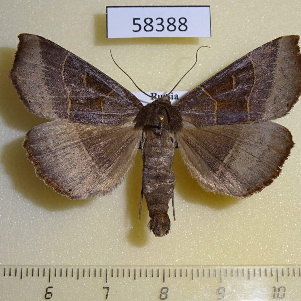 Noctuidae Arytrura musculus Primorye