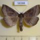 58388p Noctuidae Arytrura musculus Primorye $9