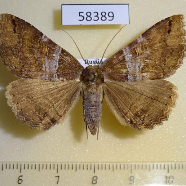 Noctuidae Sypnoides hercules f Primorye