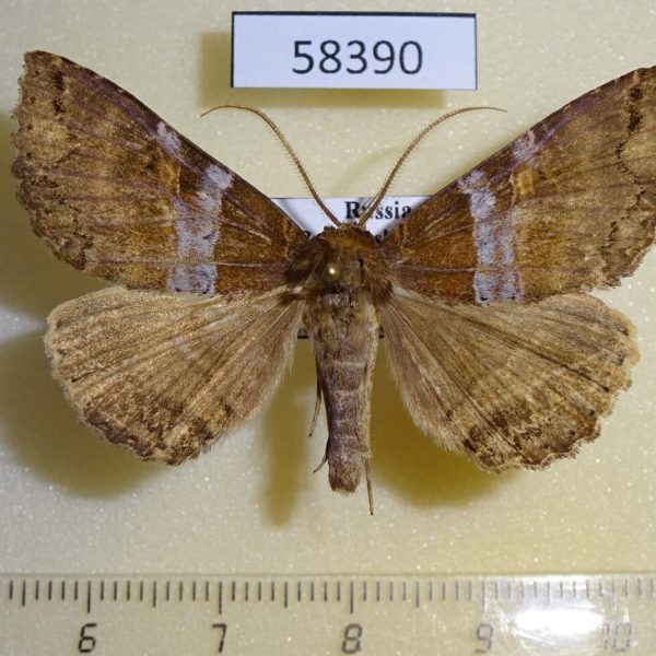Noctuidae Sypnoides hercules Primorye
