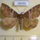58390p Noctuidae Sypnoides hercules Primorye $7
