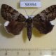 58394p Noctuidae Catocala dissimilis Primorye $5