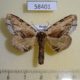 58401p Notodontiidae Ptilodon ladislai Primorye $6
