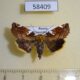 58409p Noctuidae Cosmia picta Primorye $4
