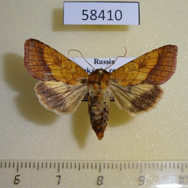 Noctuidae Pyrrhia umbra f Primorye