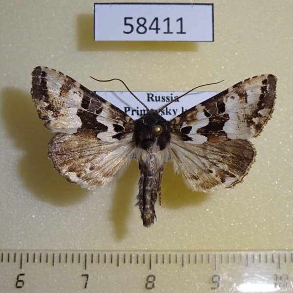 Noctuidae Phlogophora illustrata Primorye