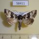 58411p Noctuidae Phlogophora illustrata Primorye $5