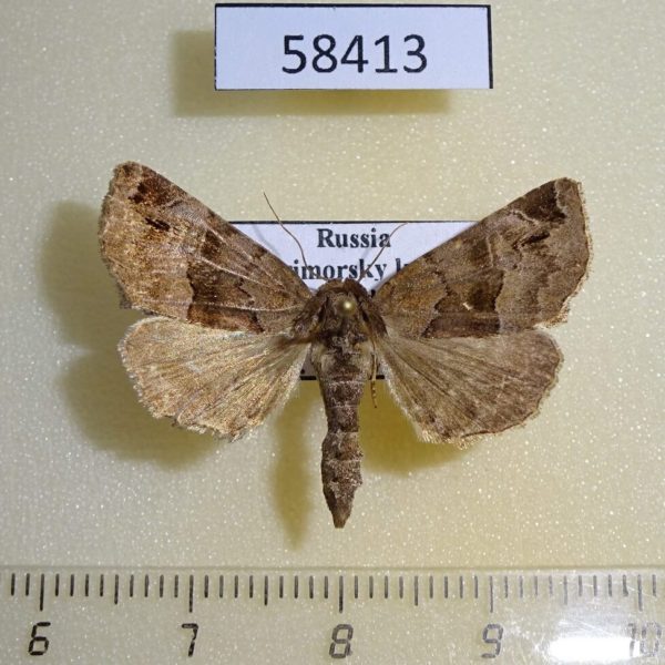 Noctuidae Niphonyx segregata Primorye