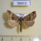58413p Noctuidae Niphonyx segregata Primorye $6