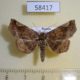 58417p Noctuidae Pangrapta costaemacula Primorye $6