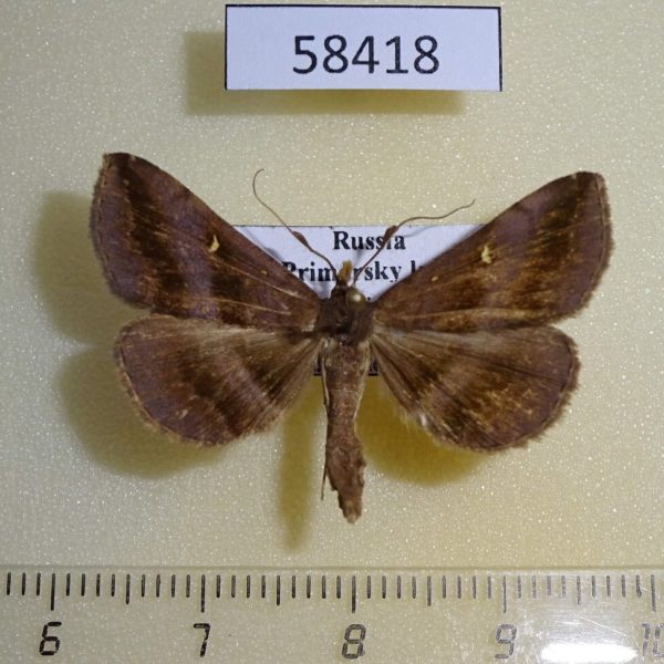 Noctuidae Hadennia incogruens Primorye