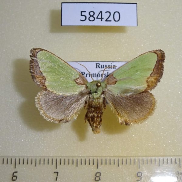 Limacodidae Parasa sinica f Primorye