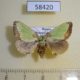 58420p Limacodidae Parasa sinica f Primorye $6