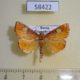 58422p Pyralidae Orybina regalis Primorye $4