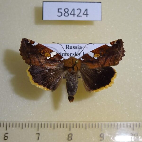 Noctuidae Cosmia picta Primorye