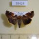 58424p Noctuidae Cosmia picta Primorye $6