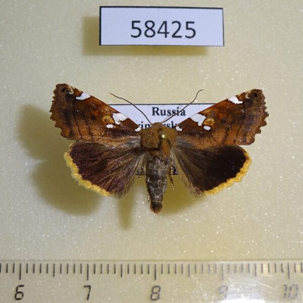 Noctuidae Cosmia picta Primorye