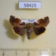 58425p Noctuidae Cosmia picta Primorye $6