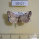 58427p Noctuidae Phyllophila obliterata Primorye $5