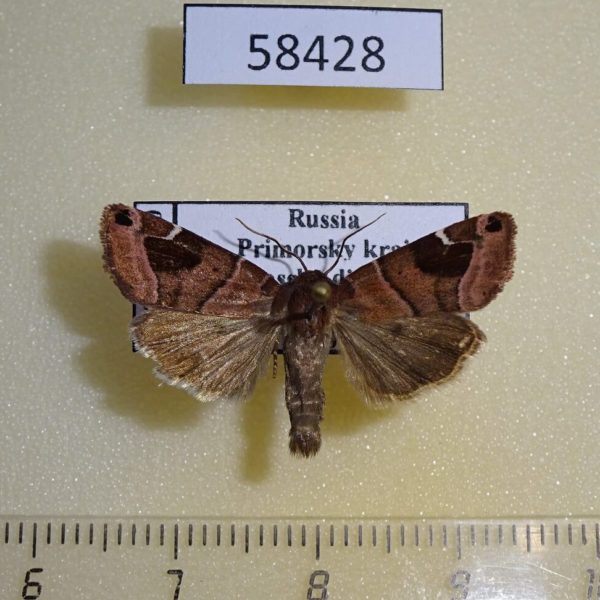 Noctuidae Cosmia cara Primorye