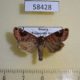 58428p Noctuidae Cosmia cara Primorye $6