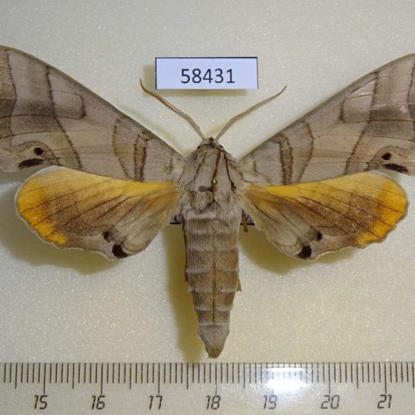 Sphingidae Marumba maackii Primorye