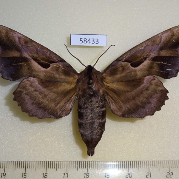Sphingidae Phillosphingia dissimilis f Primorye