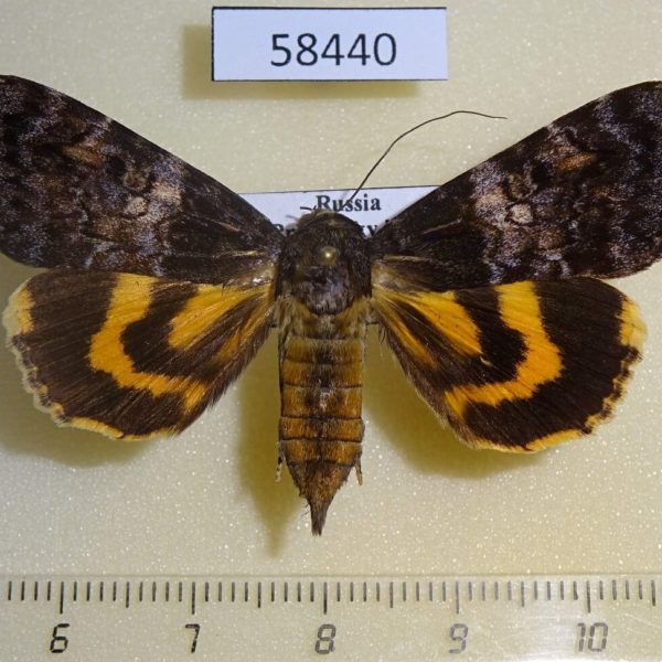 Noctuidae Catocala praegnax f Primorye