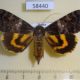 58440p Noctuidae Catocala praegnax f Primorye $10