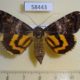 58443p Noctuidae Catocala praegnax f Primorye $12