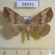 58451p Noctuidae Blasticorhinus ussuriensis Primorye $4