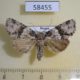 58455p Noctuidae Cranionycta oda f Primorye $7