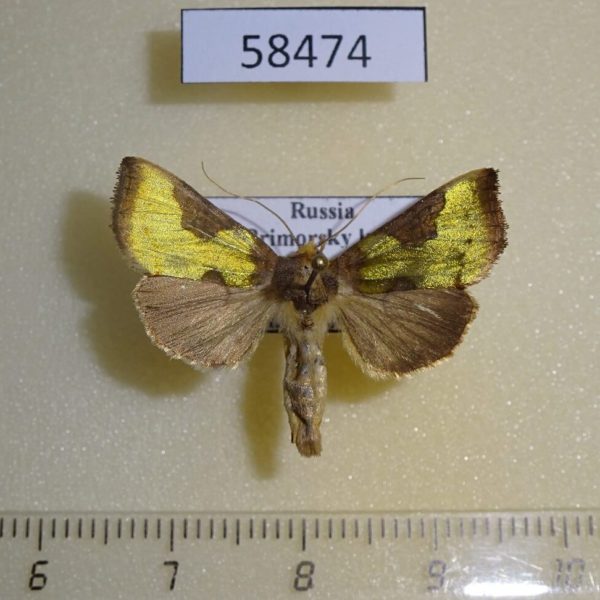 Noctuidae Diachrysia nadeja Primorye
