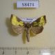 58474p Noctuidae Diachrysia nadeja Primorye $7