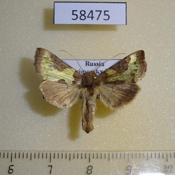 Noctuidae Diachrysia nadeja Primorye
