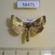 58475p Noctuidae Diachrysia nadeja Primorye $6