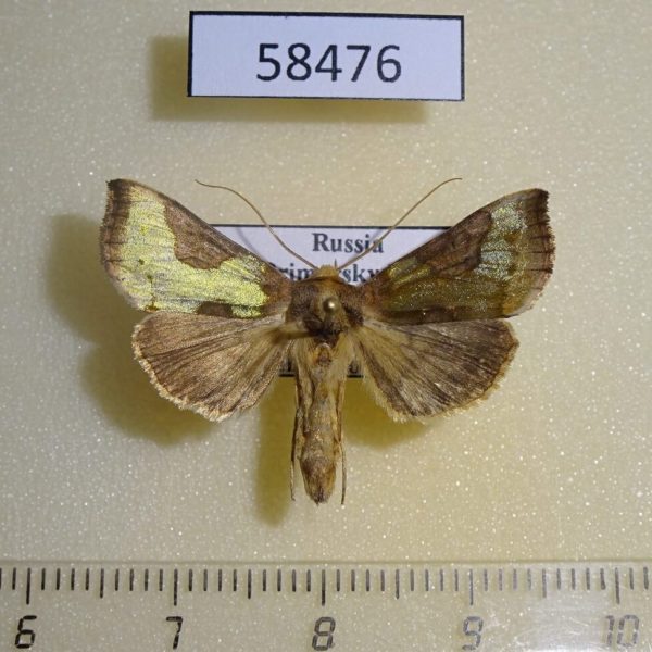 Noctuidae Diachrysia nadeja Primorye