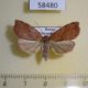 58480p Noctuidae Macrochthonia fervens f Primorye $5